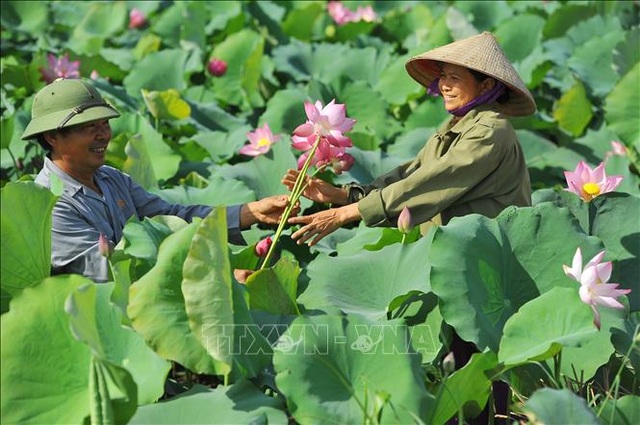 Thơ mộng sen hồng vùng đất cố đô Ninh Bình - 6 Thơ mộng sen hồng vùng đất cố đô Ninh Bình - 6