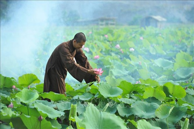 Thơ mộng sen hồng vùng đất cố đô Ninh Bình - 8 Thơ mộng sen hồng vùng đất cố đô Ninh Bình - 8