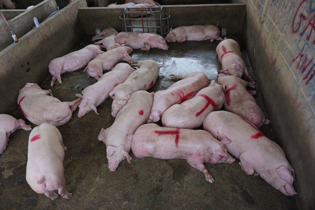 Gần 2 triệu con lợn sống Thái Lan đang được nhập về Việt Nam - 1