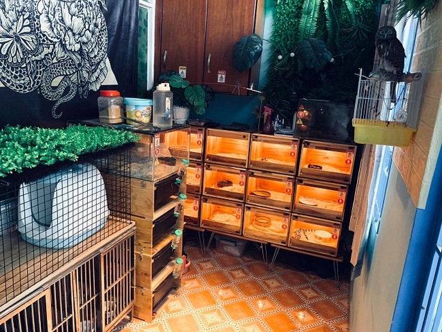 Đại gia Sài thành chi cả trăm triệu nuôi loài vằn vè “kinh dị” làm thú cưng - 8 Đại gia Sài thành chi cả trăm triệu nuôi loài vằn vè “kinh dị” làm thú cưng - 8