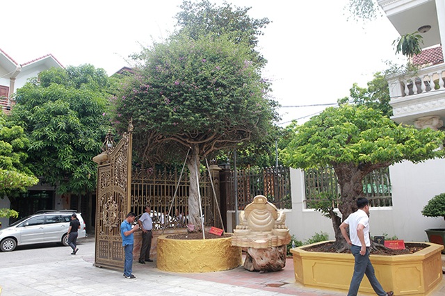 Loại cây mọc hoang ven đường, đại gia mua giá 3 tỷ đồng gây xôn xao - 1 Loại cây mọc hoang ven đường, đại gia mua giá 3 tỷ đồng gây xôn xao - 1