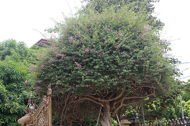 Loại cây mọc hoang ven đường, đại gia mua giá 3 tỷ đồng gây xôn xao - 13 Loại cây mọc hoang ven đường, đại gia mua giá 3 tỷ đồng gây xôn xao - 13