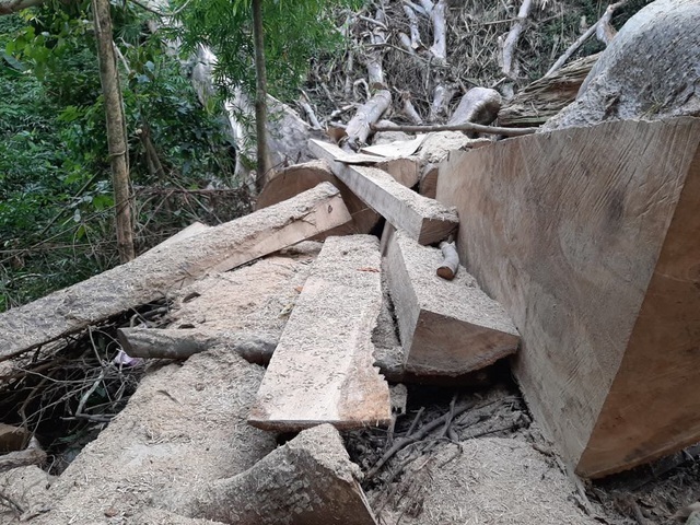 Bộ trưởng Nông nghiệp: Giá trị cốt lõi của Tây Nguyên trên hết là rừng - 2 Bộ trưởng Nông nghiệp: Giá trị cốt lõi của Tây Nguyên trên hết là rừng - 2