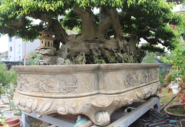 Đại gia chơi lớn, đích thân cõng 2 bao tải tiền mua sanh cổ 7 thân - 7 Đại gia chơi lớn, đích thân cõng 2 bao tải tiền mua sanh cổ 7 thân - 7