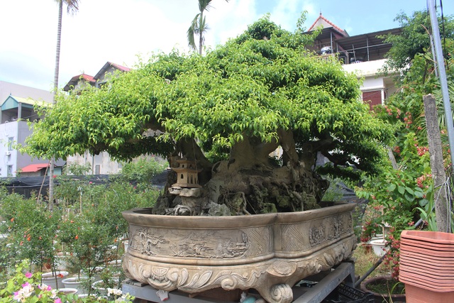 Đại gia chơi lớn, đích thân cõng 2 bao tải tiền mua sanh cổ 7 thân - 6 Đại gia chơi lớn, đích thân cõng 2 bao tải tiền mua sanh cổ 7 thân - 6