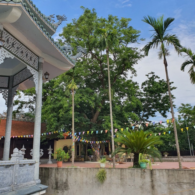 Sau cây sưa 24,5 tỷ đồng, làng Đông Cốc lại bán thêm 1 cây sưa tiền tỷ - 6 Sau cây sưa 24,5 tỷ đồng, làng Đông Cốc lại bán thêm 1 cây sưa tiền tỷ - 6