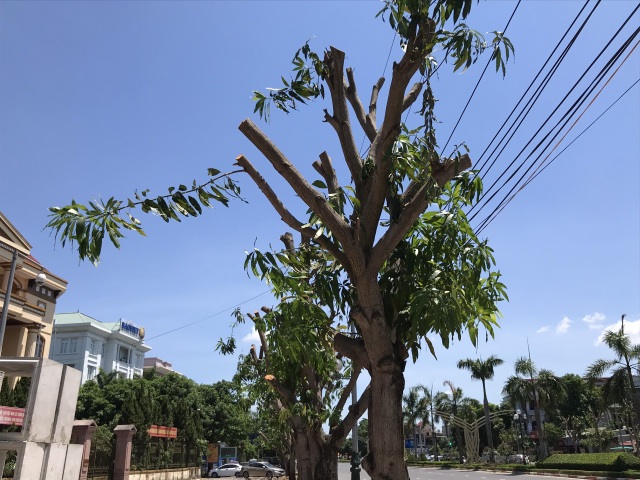 Hàng cây xanh bị cắt cụt ngọn trong những ngày nắng nóng đỉnh điểm - 8 Hàng cây xanh bị cắt cụt ngọn trong những ngày nắng nóng đỉnh điểm - 8
