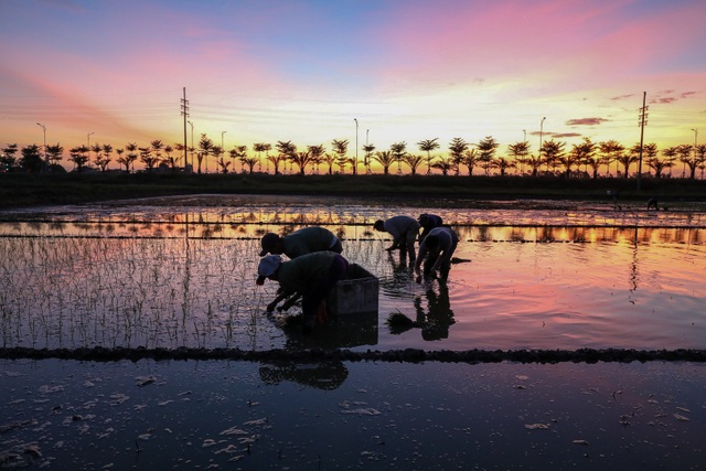 Nông dân Hà Nội đeo đèn pin đi cấy lúc nửa đêm - 5