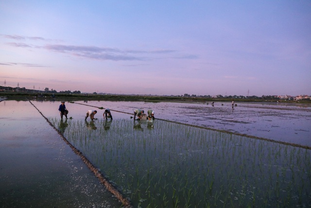 Nông dân Hà Nội đeo đèn pin đi cấy lúc nửa đêm - 7