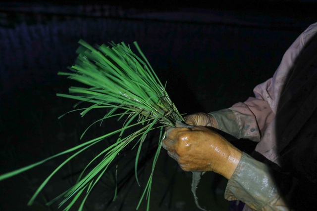 Nông dân Hà Nội đeo đèn pin đi cấy lúc nửa đêm - 1