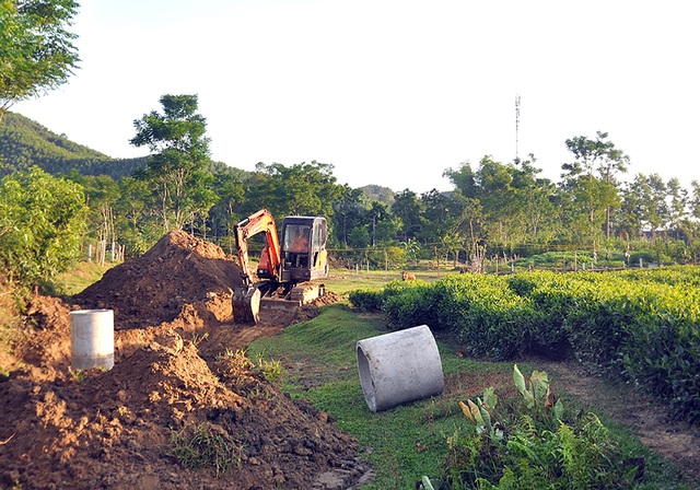 Vựa chè lớn nhất Hà Tĩnh cháy khô vì nắng nóng - 6 Vựa chè lớn nhất Hà Tĩnh cháy khô vì nắng nóng - 6