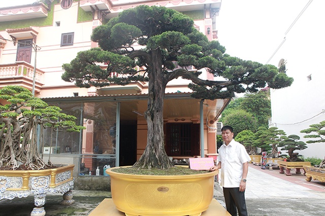 Choáng với cây cảnh hơn 300 tuổi của đại gia Phú Thọ, có người trả 23 tỷ đồng vẫn không bán - 2 Choáng với cây cảnh hơn 300 tuổi của đại gia Phú Thọ, có người trả 23 tỷ đồng vẫn không bán - 2