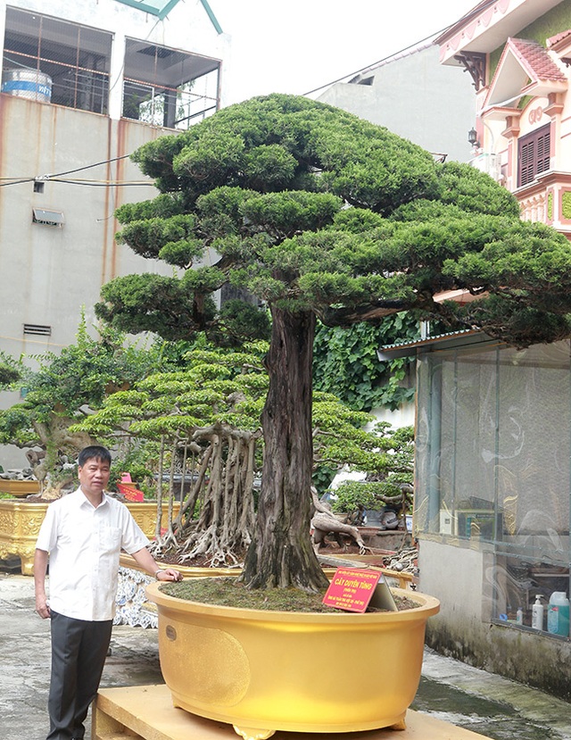 Choáng với cây cảnh hơn 300 tuổi của đại gia Phú Thọ, có người trả 23 tỷ đồng vẫn không bán - 7 Choáng với cây cảnh hơn 300 tuổi của đại gia Phú Thọ, có người trả 23 tỷ đồng vẫn không bán - 7