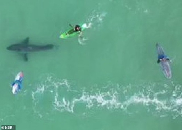 Video: Hoảng hồn phát hiện cá mập trắng lớn bơi… ngay dưới chân - 1