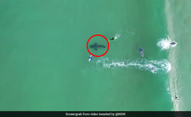 Cá mập trắng khổng lồ theo sát người lướt sóng