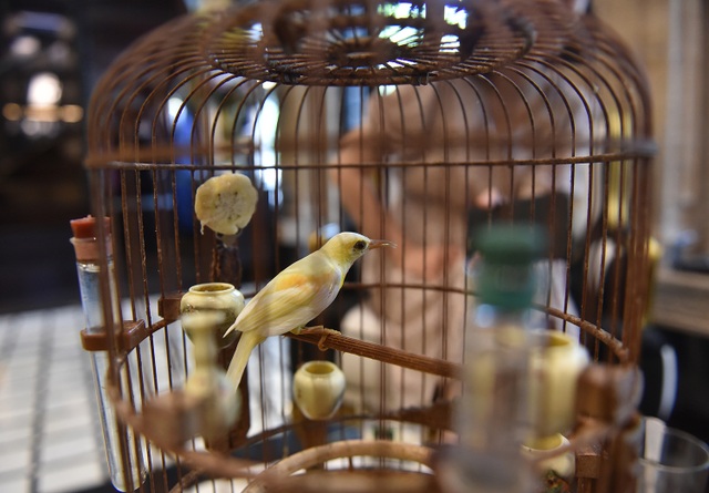 Cận cảnh bộ sưu tập lồng chim đắt đỏ giá 10 tỷ đồng của đại gia Việt - 10