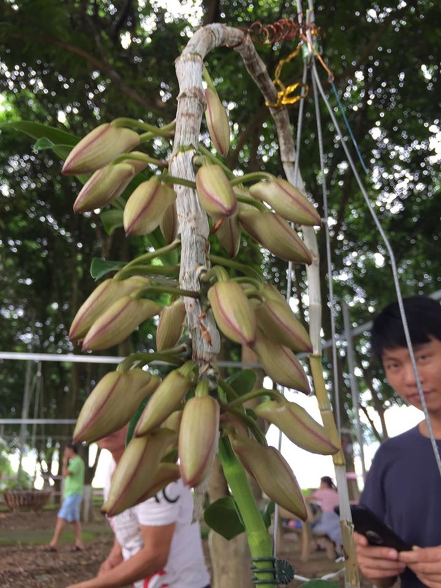 Chiêm ngưỡng những loài hoa hoa phong lan đẹp nhất Lào Cai - 11 Chiêm ngưỡng những loài hoa hoa phong lan đẹp nhất Lào Cai - 11