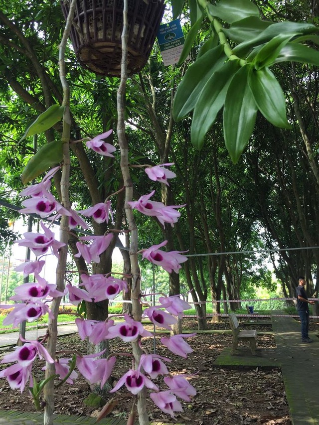 Chiêm ngưỡng những loài hoa hoa phong lan đẹp nhất Lào Cai - 8 Chiêm ngưỡng những loài hoa hoa phong lan đẹp nhất Lào Cai - 8