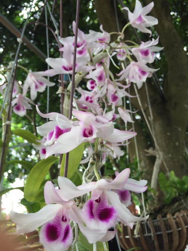Chiêm ngưỡng những loài hoa hoa phong lan đẹp nhất Lào Cai - 1