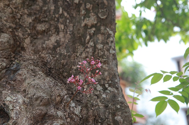 Mãn nhãn với cây khế độc nhất vô nhị có giá 3 tỷ đồng của đại gia Phú Thọ - 10 Mãn nhãn với cây khế độc nhất vô nhị có giá 3 tỷ đồng của đại gia Phú Thọ - 10