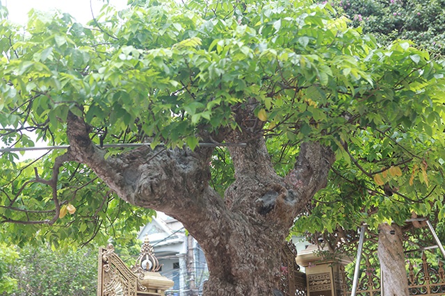 Mãn nhãn với cây khế độc nhất vô nhị có giá 3 tỷ đồng của đại gia Phú Thọ - 11 Mãn nhãn với cây khế độc nhất vô nhị có giá 3 tỷ đồng của đại gia Phú Thọ - 11