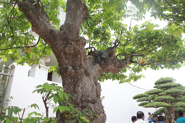 Mãn nhãn với cây khế độc nhất vô nhị có giá 3 tỷ đồng của đại gia Phú Thọ - 12 Mãn nhãn với cây khế độc nhất vô nhị có giá 3 tỷ đồng của đại gia Phú Thọ - 12