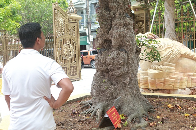 Mãn nhãn với cây khế độc nhất vô nhị có giá 3 tỷ đồng của đại gia Phú Thọ - 13 Mãn nhãn với cây khế độc nhất vô nhị có giá 3 tỷ đồng của đại gia Phú Thọ - 13