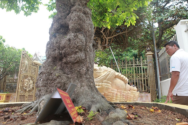 Mãn nhãn với cây khế độc nhất vô nhị có giá 3 tỷ đồng của đại gia Phú Thọ - 2 Mãn nhãn với cây khế độc nhất vô nhị có giá 3 tỷ đồng của đại gia Phú Thọ - 2