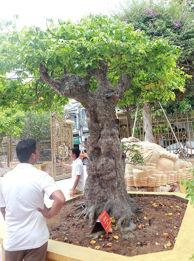 Mãn nhãn với cây khế độc nhất vô nhị có giá 3 tỷ đồng của đại gia Phú Thọ - 4 Mãn nhãn với cây khế độc nhất vô nhị có giá 3 tỷ đồng của đại gia Phú Thọ - 4