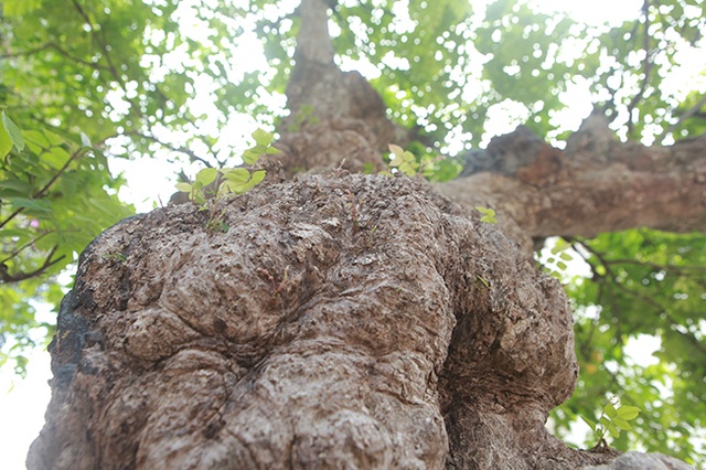 Mãn nhãn với cây khế độc nhất vô nhị có giá 3 tỷ đồng của đại gia Phú Thọ - 6 Mãn nhãn với cây khế độc nhất vô nhị có giá 3 tỷ đồng của đại gia Phú Thọ - 6