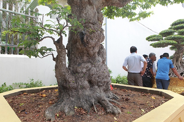 Mãn nhãn với cây khế độc nhất vô nhị có giá 3 tỷ đồng của đại gia Phú Thọ - 8 Mãn nhãn với cây khế độc nhất vô nhị có giá 3 tỷ đồng của đại gia Phú Thọ - 8