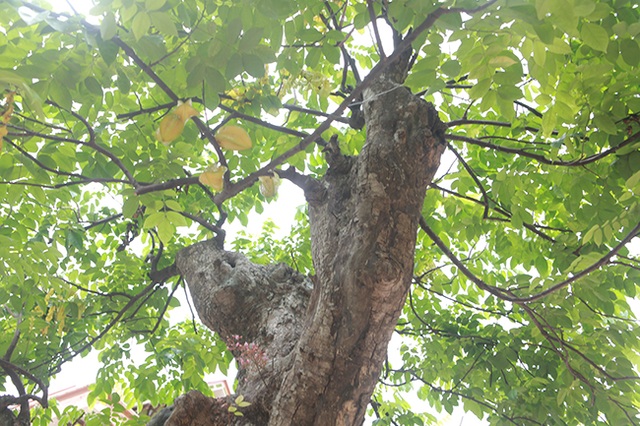 Mãn nhãn với cây khế độc nhất vô nhị có giá 3 tỷ đồng của đại gia Phú Thọ - 9 Mãn nhãn với cây khế độc nhất vô nhị có giá 3 tỷ đồng của đại gia Phú Thọ - 9