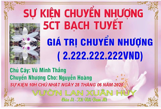 Dân chơi Hưng Yên lên tiếng, 3 mầm lan Bạch tuyết bán 2,2 tỷ đồng - 1 Dân chơi Hưng Yên lên tiếng, 3 mầm lan Bạch tuyết bán 2,2 tỷ đồng - 1