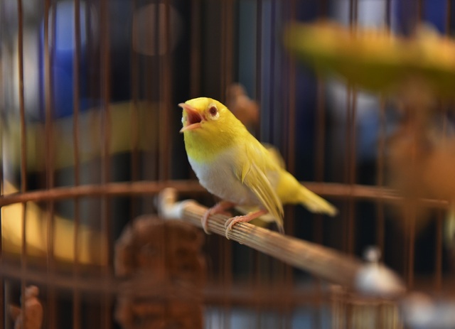 Hoàng khuyên mắt đỏ là loại chim gì trong danh sách loài chim quý và đắt đỏ?