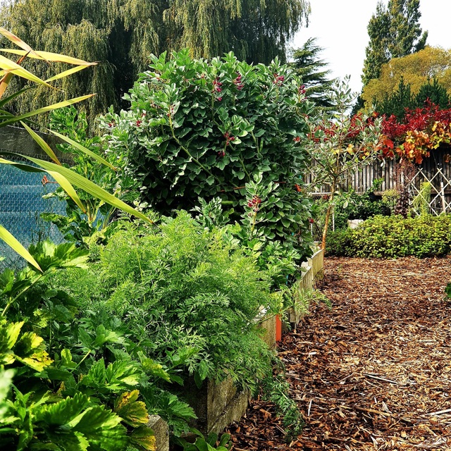 Vườn rau trái trĩu trịt “vạn người mê” của bà mẹ một con ở New Zealand - 7 Vườn rau trái trĩu trịt “vạn người mê” của bà mẹ một con ở New Zealand - 7