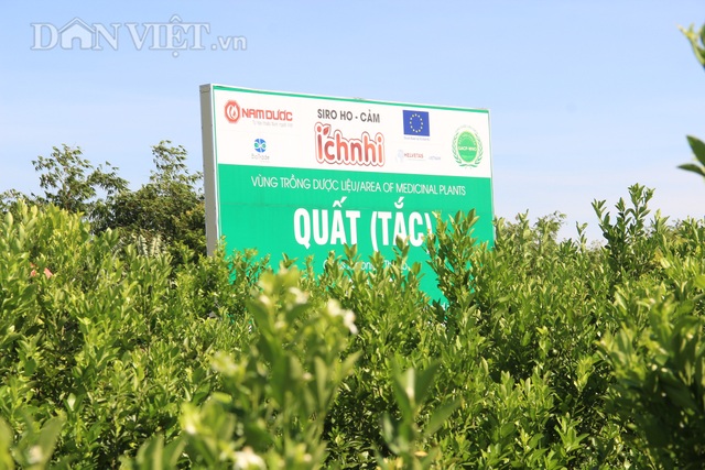 Nam Định: Trồng loại quất ăn sạch, ở sạch, lời nửa tỷ đồng mỗi năm - 2 Nam Định: Trồng loại quất ăn sạch, ở sạch, lời nửa tỷ đồng mỗi năm - 2