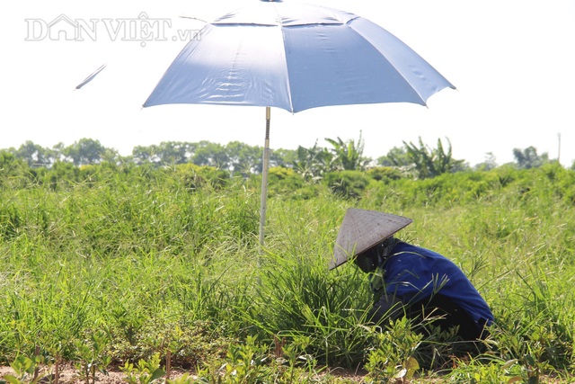 Nam Định: Trồng loại quất ăn sạch, ở sạch, lời nửa tỷ đồng mỗi năm - 5 Nam Định: Trồng loại quất ăn sạch, ở sạch, lời nửa tỷ đồng mỗi năm - 5