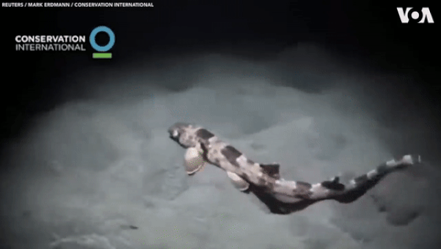 Những loài cá mập có khả năng “đi bộ” dưới đáy biển - 3