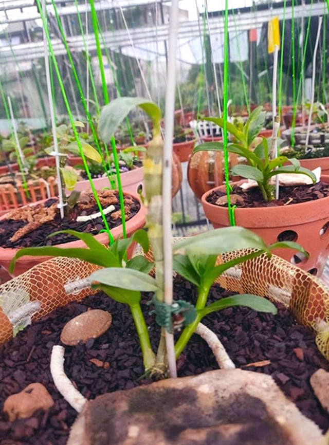 Lan đột biến giá trên trời, yếu tố đặc biệt khiến đại gia đốt tiền tỷ - 1 Lan đột biến giá trên trời, yếu tố đặc biệt khiến đại gia đốt tiền tỷ - 1