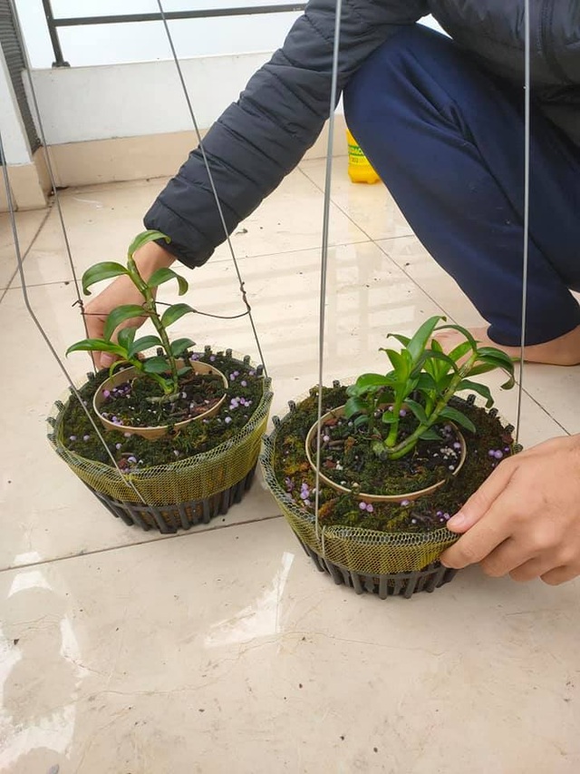 Lan đột biến giá trên trời, yếu tố đặc biệt khiến đại gia đốt tiền tỷ - 8 Lan đột biến giá trên trời, yếu tố đặc biệt khiến đại gia đốt tiền tỷ - 8