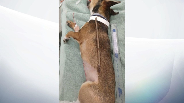 Chó ham ăn nhập viện khẩn cấp vì nuốt chửng... cây gậy dài 25 cm - Ảnh minh hoạ 2
