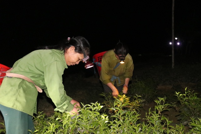 Xót ruột vì cây héo khô, người trồng chè thức trắng đêm tưới nước - 13 Xót ruột vì cây héo khô, người trồng chè thức trắng đêm tưới nước - 13