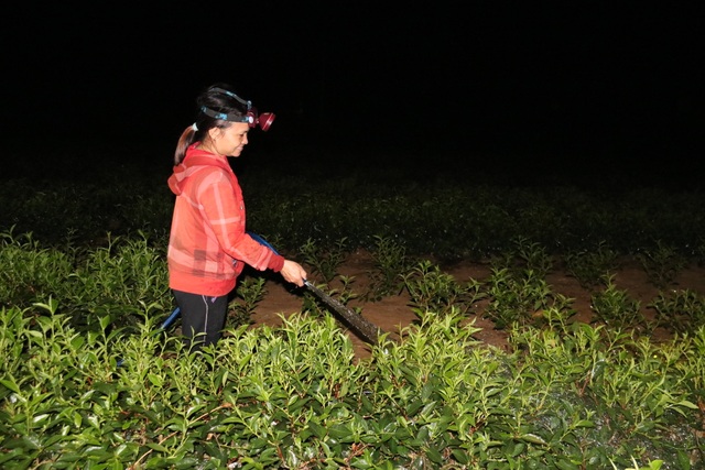 Xót ruột vì cây héo khô, người trồng chè thức trắng đêm tưới nước - 3 Xót ruột vì cây héo khô, người trồng chè thức trắng đêm tưới nước - 3