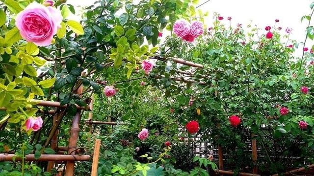 Bố mẹ Việt khoe “nông trại” sân thượng: Sáng hái rau, tối nhâm nhi cà phê - 4 Bố mẹ Việt khoe “nông trại” sân thượng: Sáng hái rau, tối nhâm nhi cà phê - 4