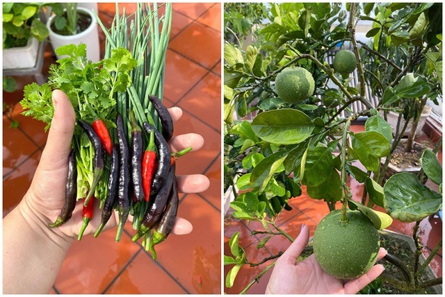 Bố mẹ Việt khoe “nông trại” sân thượng: Sáng hái rau, tối nhâm nhi cà phê - 7 Bố mẹ Việt khoe “nông trại” sân thượng: Sáng hái rau, tối nhâm nhi cà phê - 7