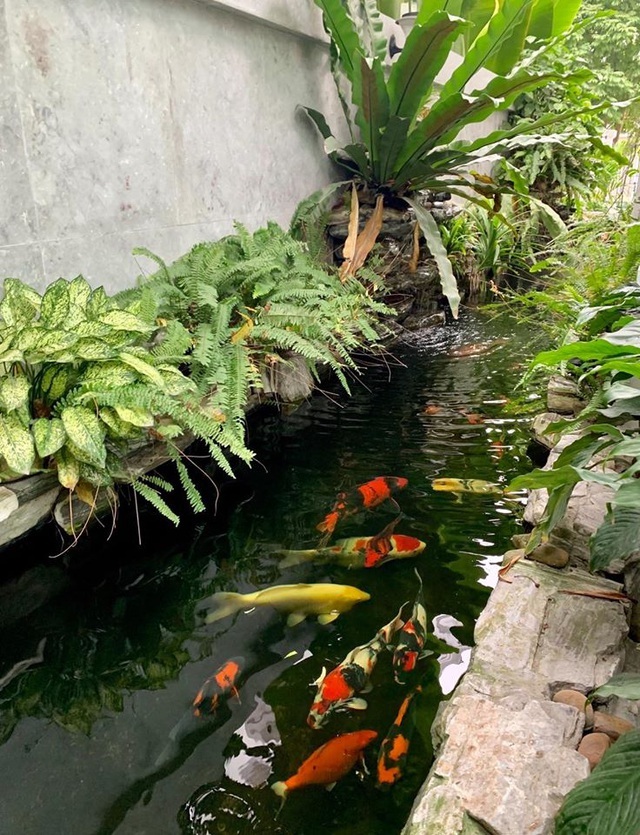Bố mẹ Việt khoe “nông trại” sân thượng: Sáng hái rau, tối nhâm nhi cà phê - 8 Bố mẹ Việt khoe “nông trại” sân thượng: Sáng hái rau, tối nhâm nhi cà phê - 8