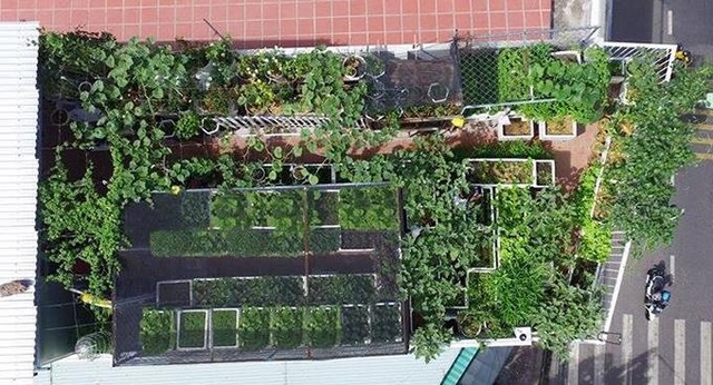 Bố mẹ Việt khoe “nông trại” sân thượng: Sáng hái rau, tối nhâm nhi cà phê - 13 Bố mẹ Việt khoe “nông trại” sân thượng: Sáng hái rau, tối nhâm nhi cà phê - 13