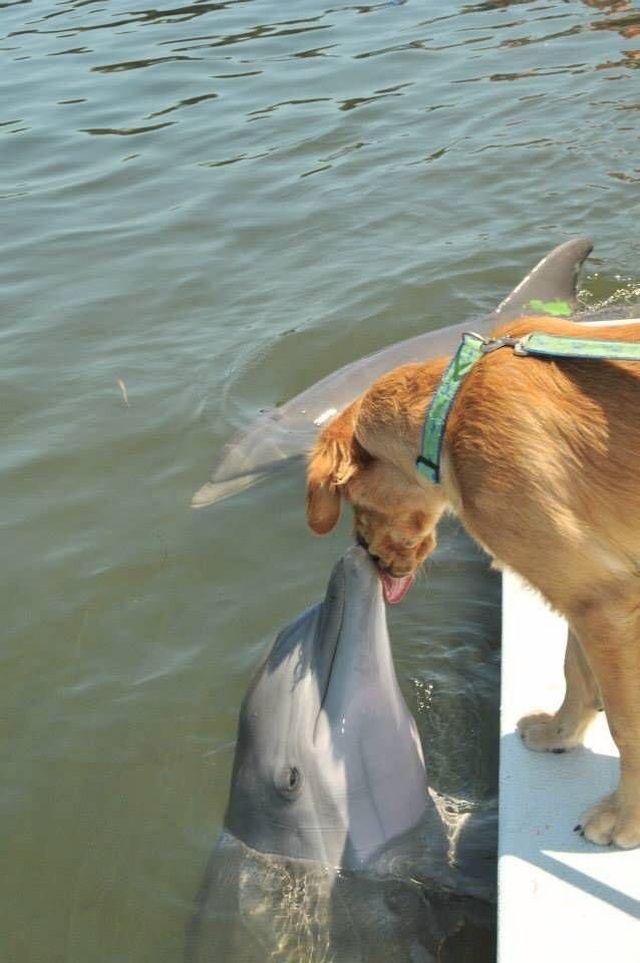 Bức ảnh tình bạn giữa chó và cá heo "đốn tim" dân mạng | Báo Dân trí