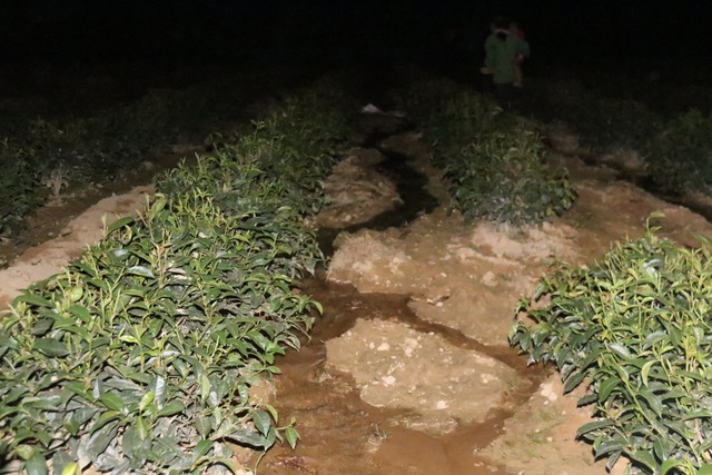 Xót ruột vì cây héo khô, người trồng chè thức trắng đêm tưới nước - 16 Xót ruột vì cây héo khô, người trồng chè thức trắng đêm tưới nước - 16