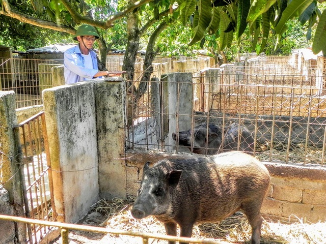 U60 chăn nuôi bò, nuôi lợn rừng, trồng cây ăn quả mà mỗi năm thu nhập 1 tỷ đồng - 2 U60 chăn nuôi bò, nuôi lợn rừng, trồng cây ăn quả mà mỗi năm thu nhập 1 tỷ đồng - 2